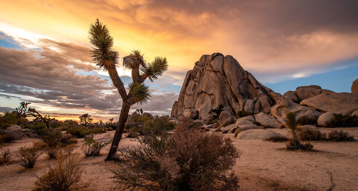 Joshua Tree Intimate and Secluded